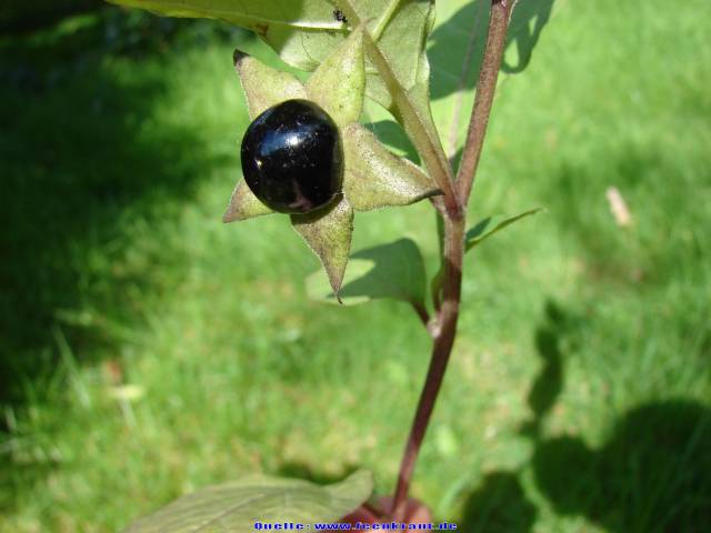 عکسهای شابیزک Atropa belladonna 3